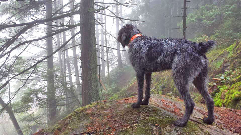 Dog Standing On Rock In The Woods